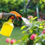 The Secret Power of Vinegar: 8 Gardening Problems Solved