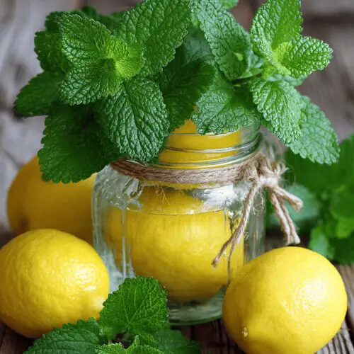 Lemon Balm Recipe